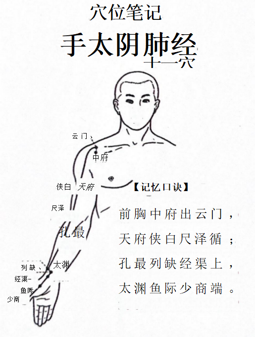 手太阴肺经-十一穴