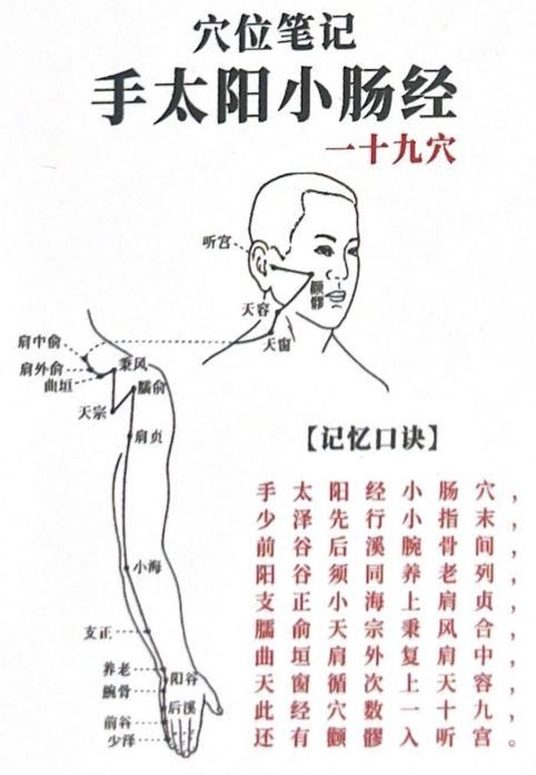 手太阳小肠经 一 十九穴